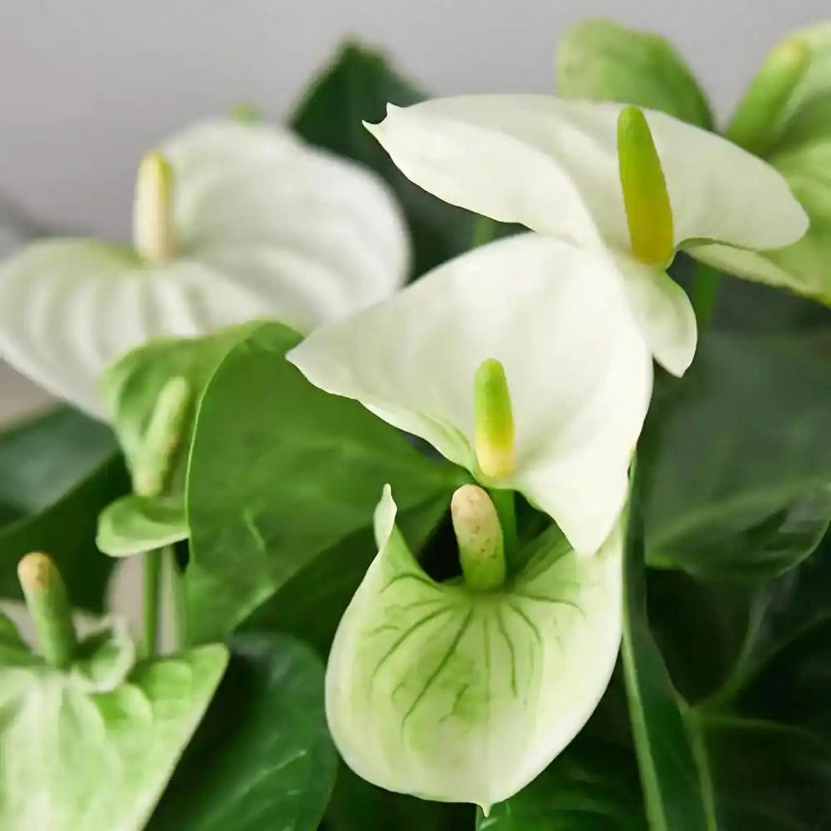 White Green Anthurium Flower seeds for Planting Cut Flower Favorite Heirloom & GMO Free Seeds for Home Garden