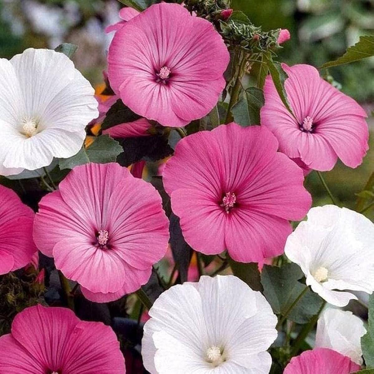White Pink Lavatera Flower Seeds for Planting  Heirloom, Non-GMO, Long-Bloom Organic Garden Seeds