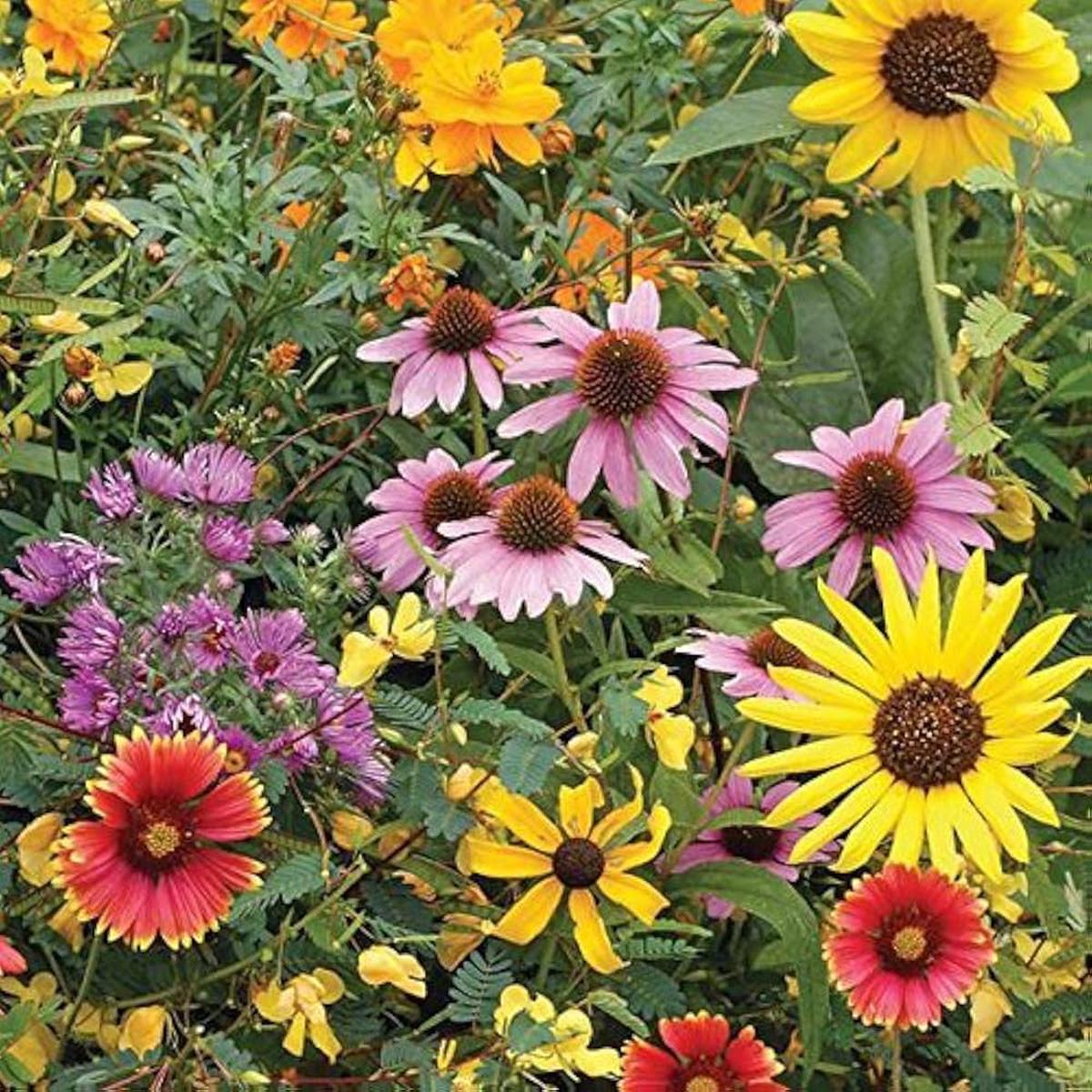 Wildflower Mix Seeds for Planting Heirloom, Non-GMO, Pollinator-Friendly, Annual and Perennial Blend