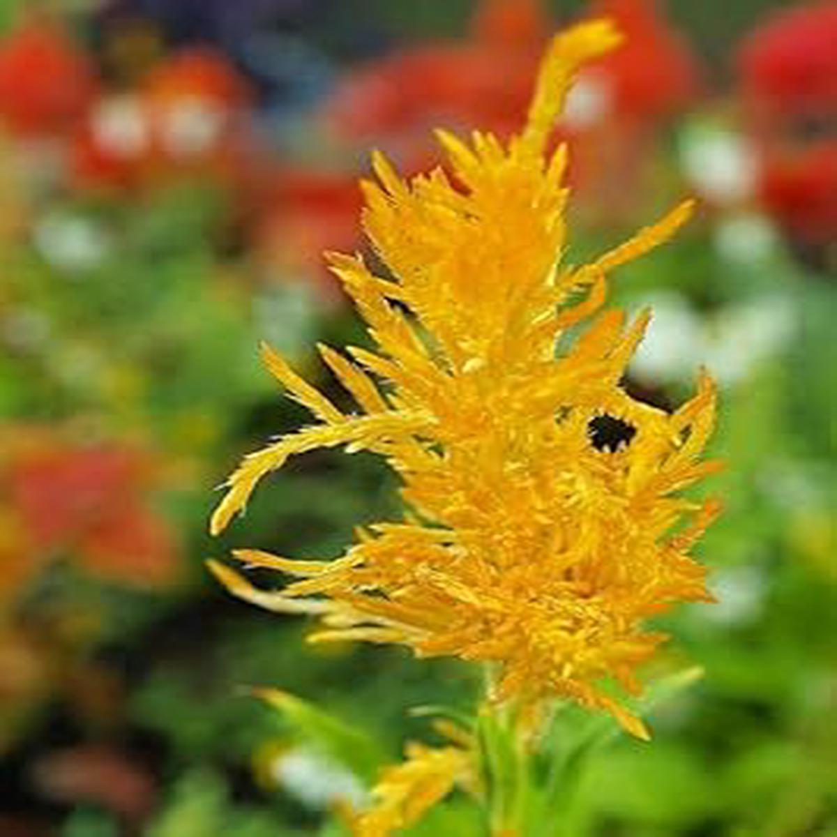 Yellow Astilbe Flower seeds for Planting – Pollinator Friendly, Heirloom & GMO Free Seeds for Home Garden