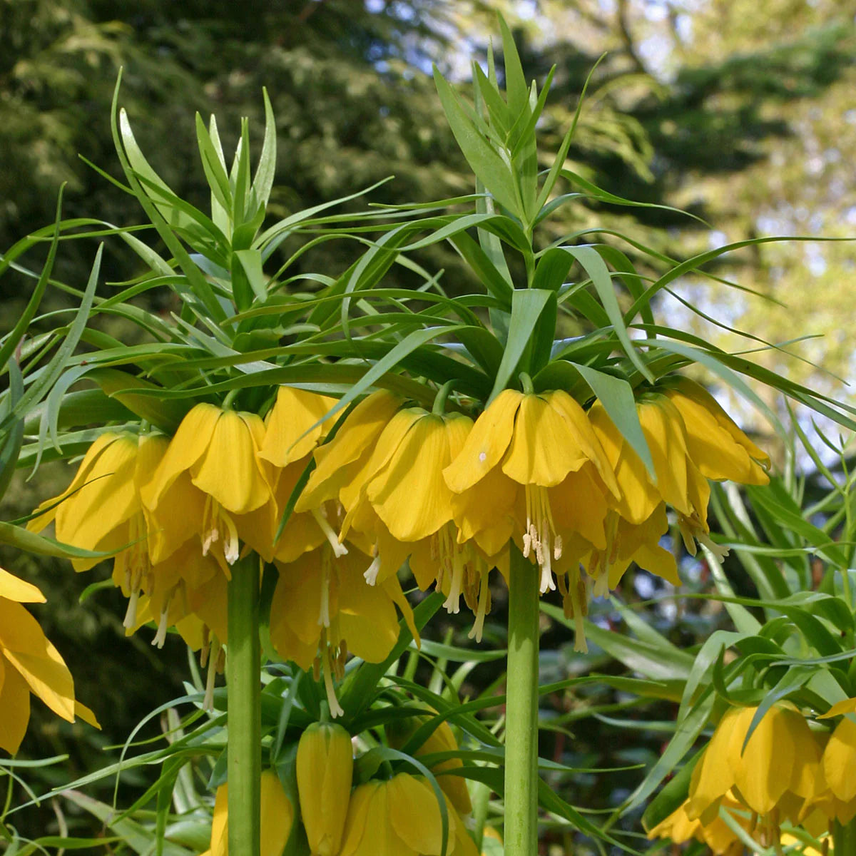 Yellow Fritillaria Imperialis Seeds Heirloom, Non-GMO, Premium Quality