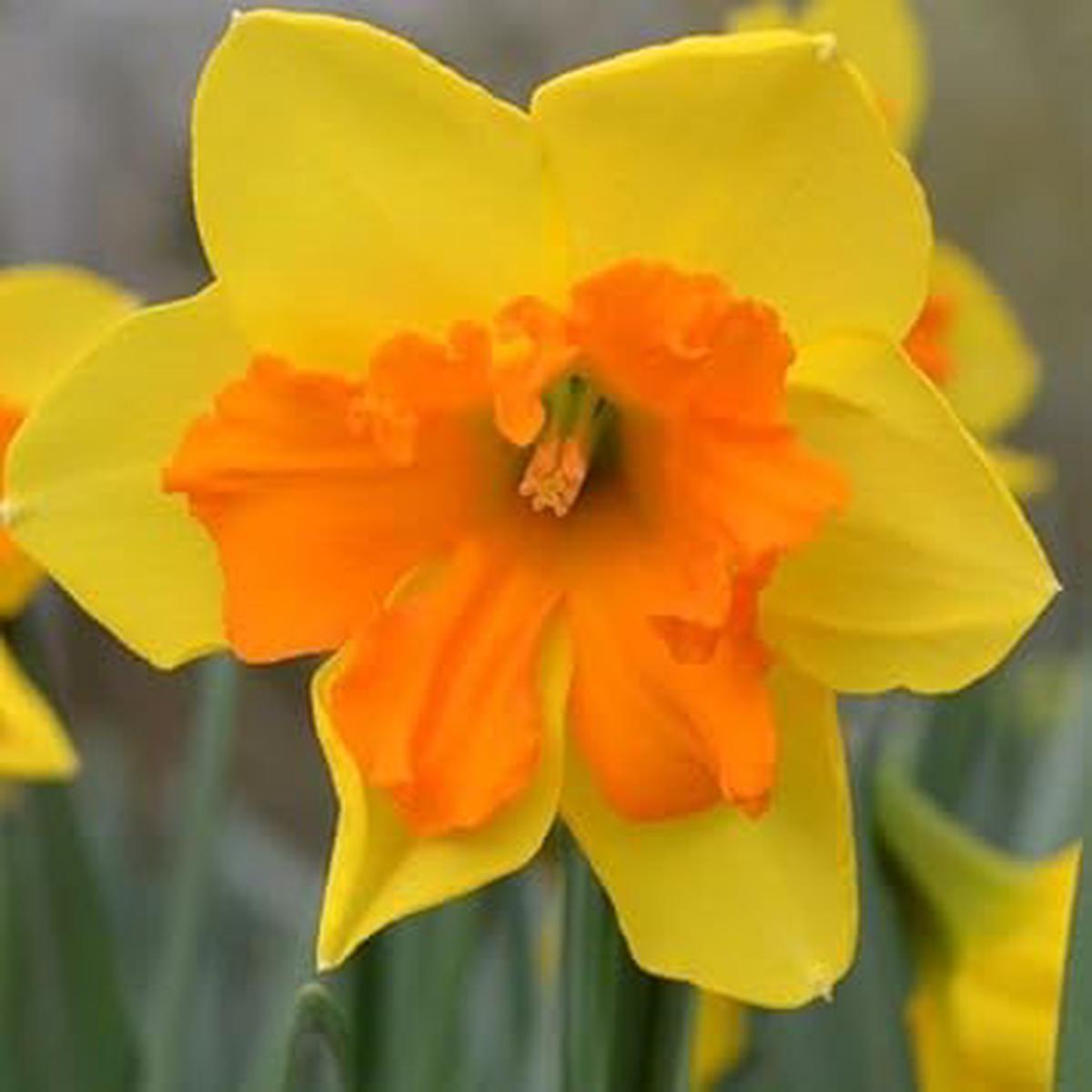 Yellow Orange Narcissus Heirloom Non-GMO Seeds for Planting High Germination Organic Garden Seeds