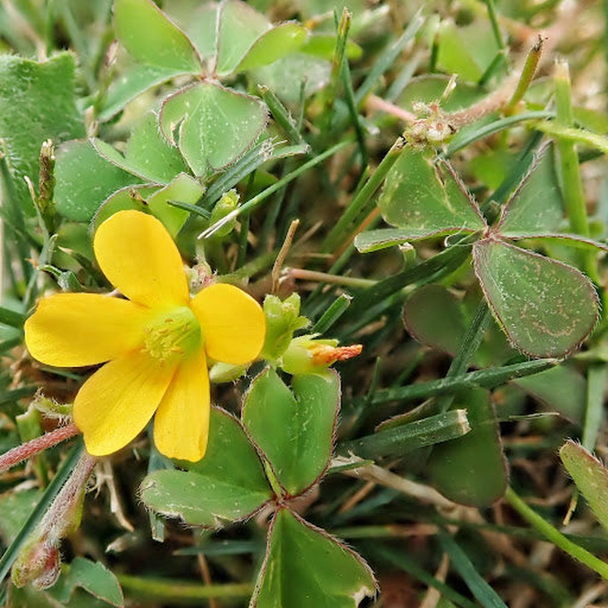 Yellow Oxalis Versicolor Flower seeds for Planting Seasonal Bloomer Heirloom & GMO Free Seeds for Home Garden Sale