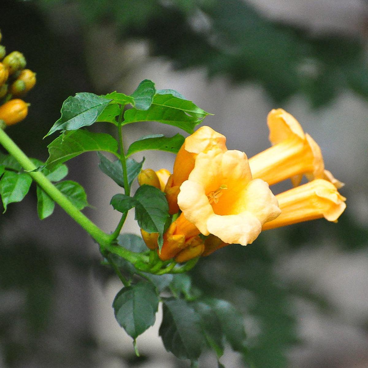 Yellow Trumpet Vine (Campsis radicans) Seeds for Planting Heirloom, Non-GMO, Climbing Vine, Perennial