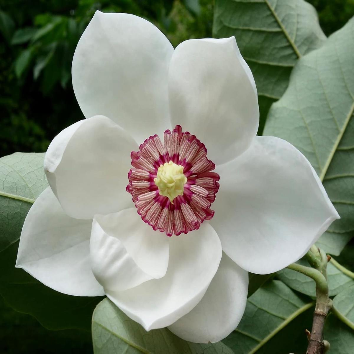 Yulan White Flower Seeds  Heirloom Non-GMO Seeds for Planting | High Germination Organic Garden Seeds