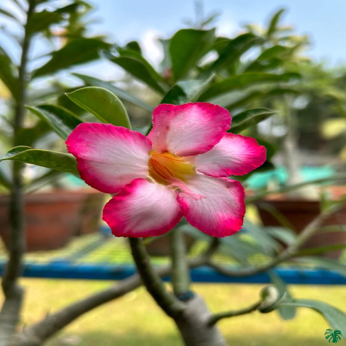 Adenium Flower seeds for Planting Cut Flower Favorite Heirloom & GMO Free Seeds for Home Garden