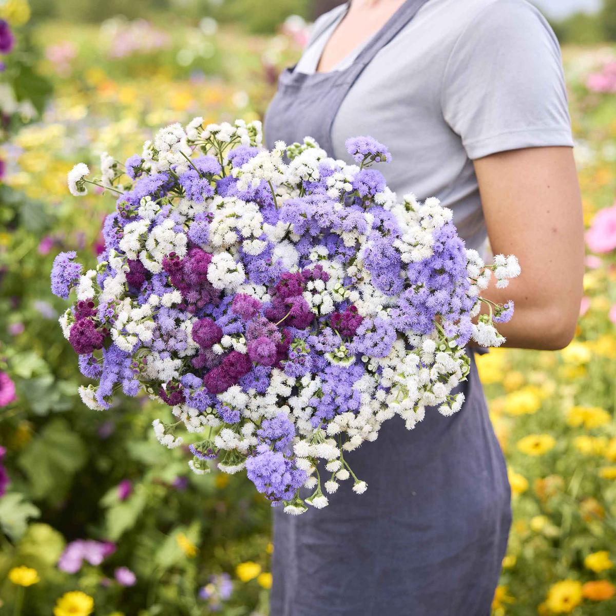 Ageratum Seeds – Tall Cut Flower Mix