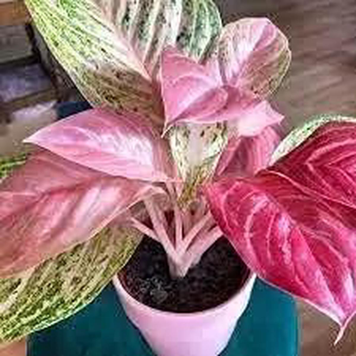 Aglaonema Pink Flower Seeds for Planting NON GMO Seeds