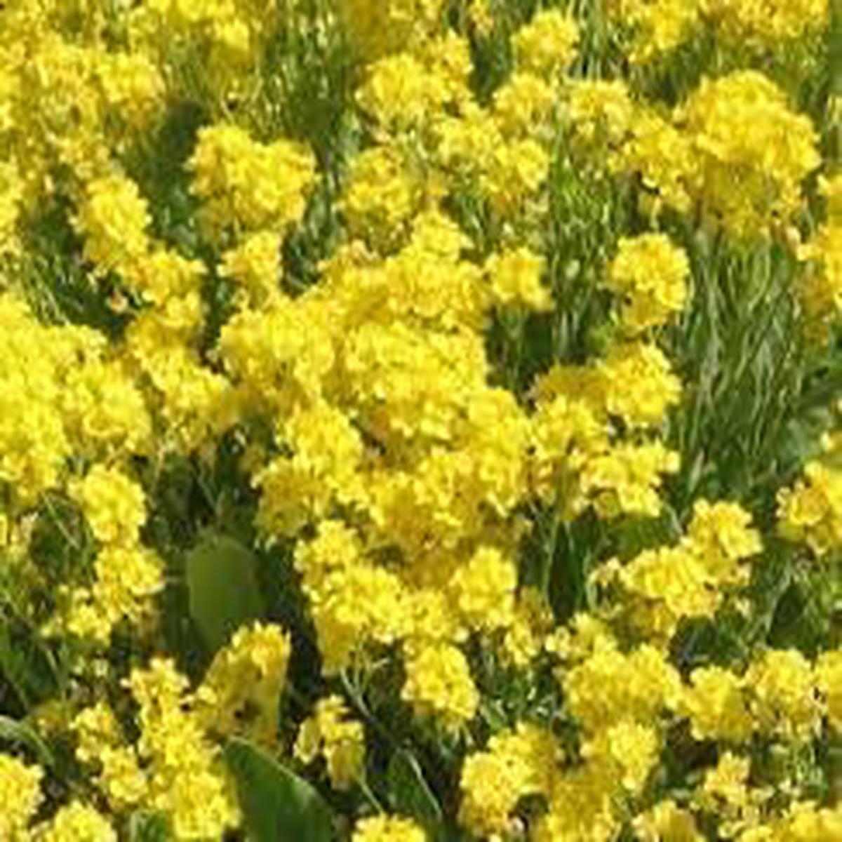 Alyssum Flower seeds for Planting Compact Growth Heirloom & GMO Free Seeds for Home Garden