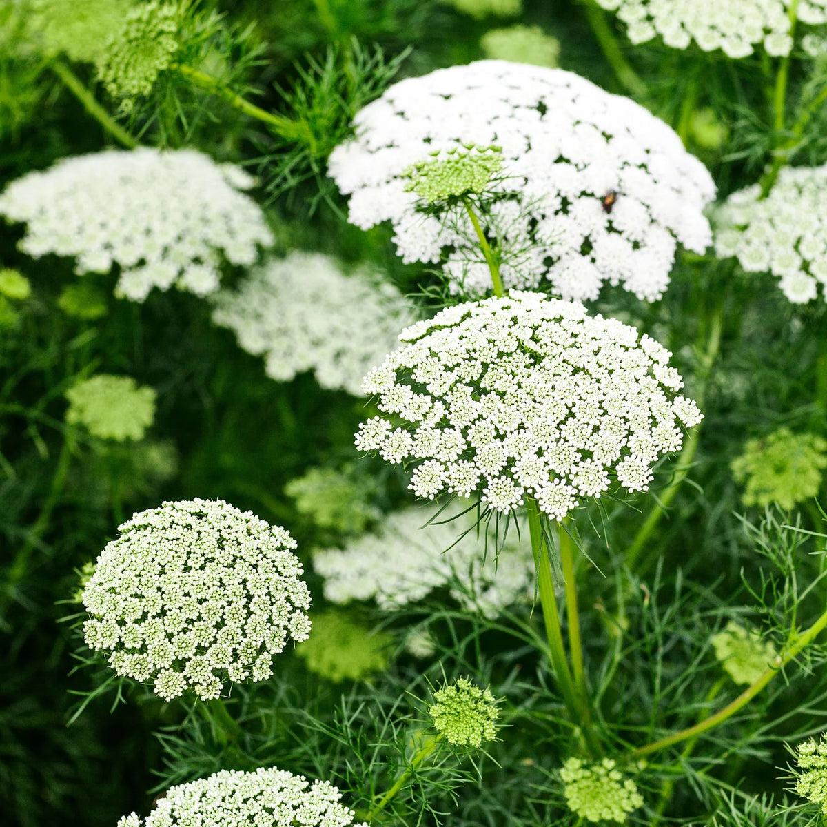 Ammi Majus Flower seeds for Planting Easy to Grow Heirloom & GMO Free Seeds for Home Garden Sale