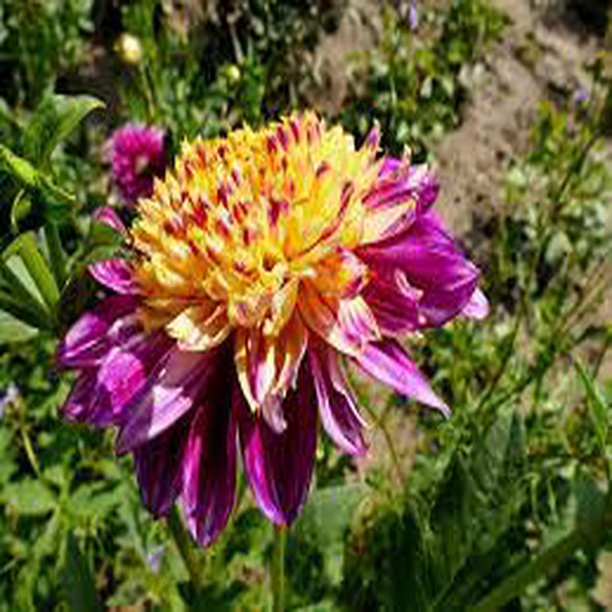 Anemone Dahlia Flower Seeds for Planting  Heirloom and Non-GMO garden seeds