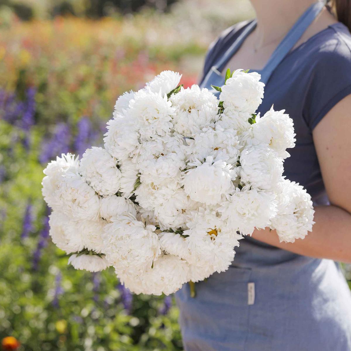 Aster Seeds (Peony Duchess) – White