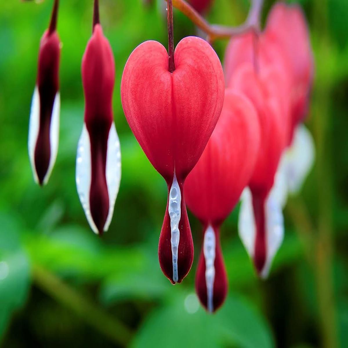 Bleeding Heart or Dicentra spectabilis Flower seeds for Planting – Perfect for Borders, Heirloom & GMO Free Seeds for Home Garden
