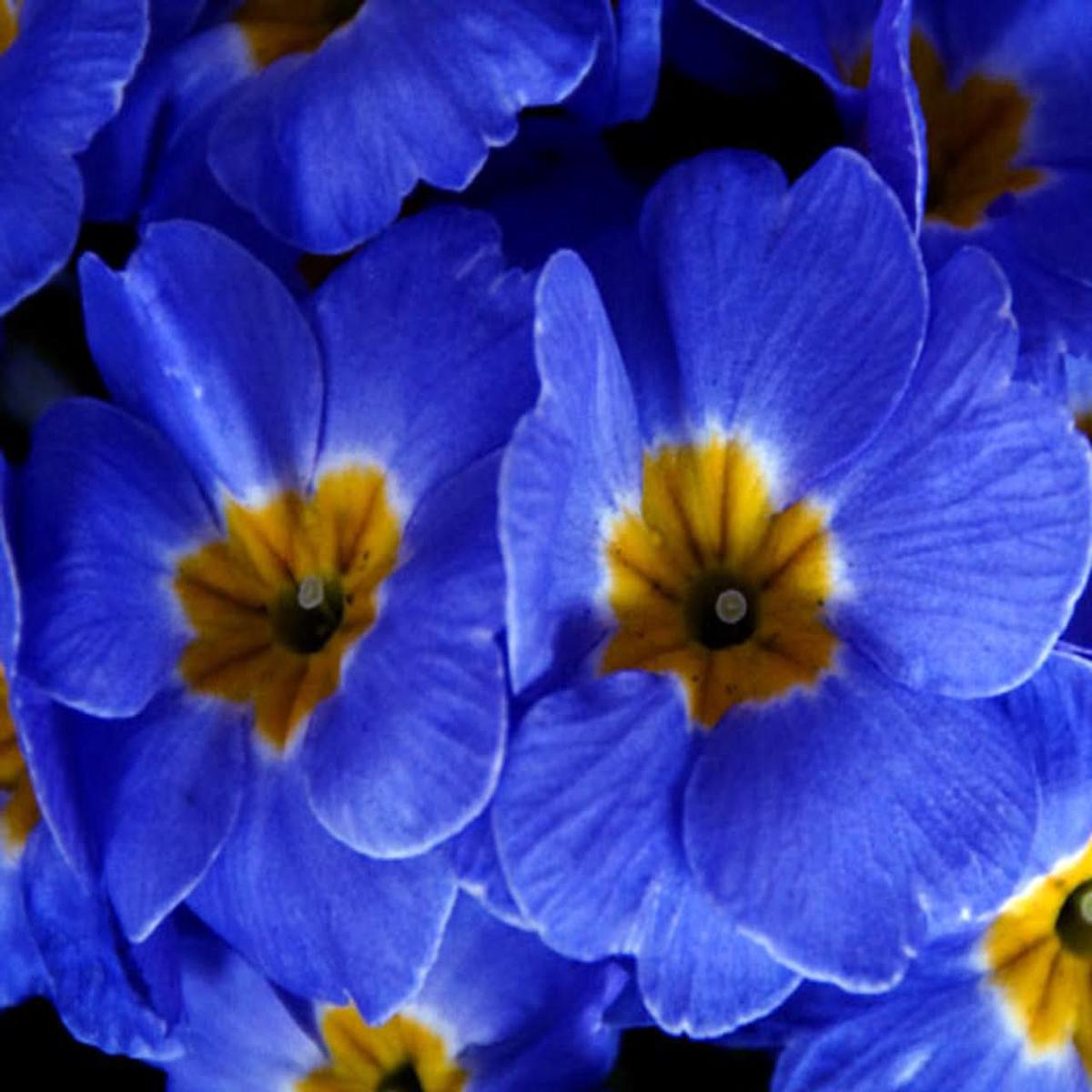 Blue Evening Primrose Flower Seeds for Planting  Fragrant Garden Blooms