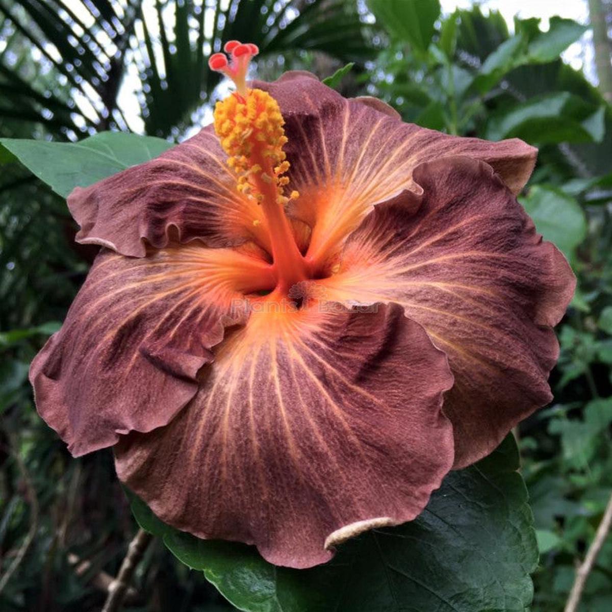 Brown Hibiscus Flower Seeds  Heirloom, Non-GMO, High Germination Organic Garden Seeds for Planting