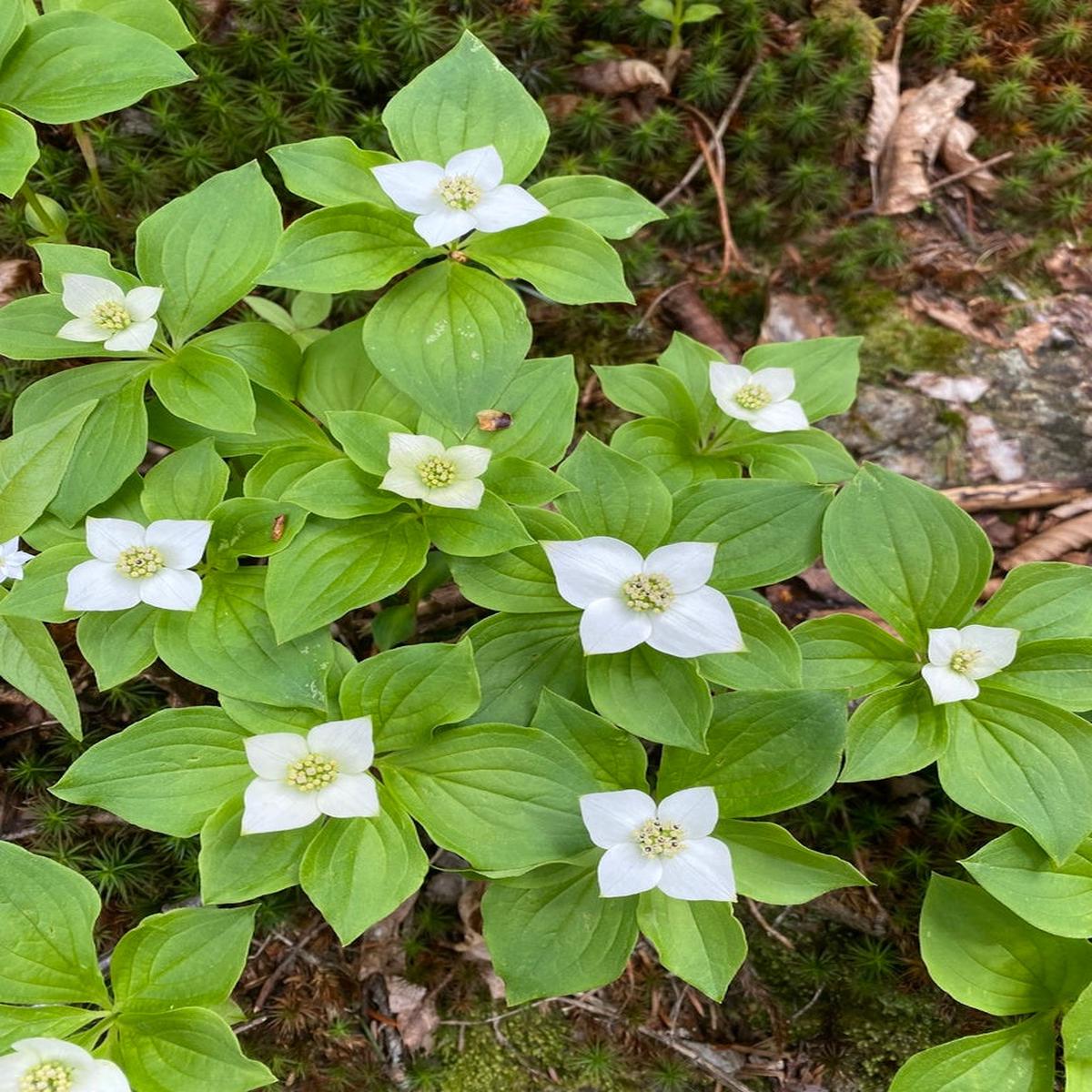 Bunchberry Flower Seeds for Planting  Shade Tolerant Heirloom Non-GMO Organic Garden Seeds