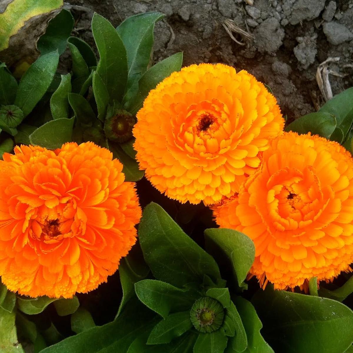 Calendula Flower Seeds for Planting Heirloom, Non-GMO Medicinal and Ornamental Garden Seeds