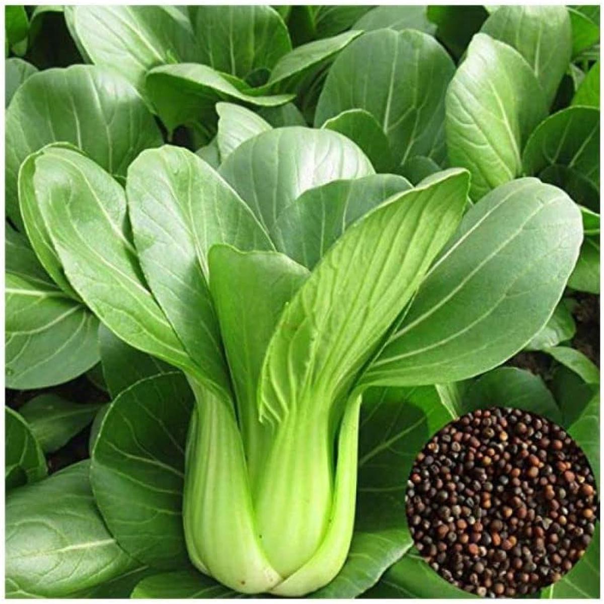 Canton Bok Choy (Pak Choi) Brassica rapa Seeds for Planting