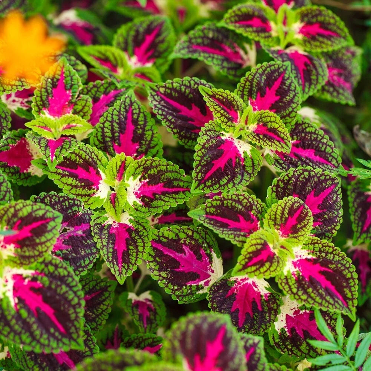 COLEUS Rainbow Mix Seeds Shade Garden Container Houseplant Shipping  Heirloom, Non-GMO, High Germination Organic Garden Seeds