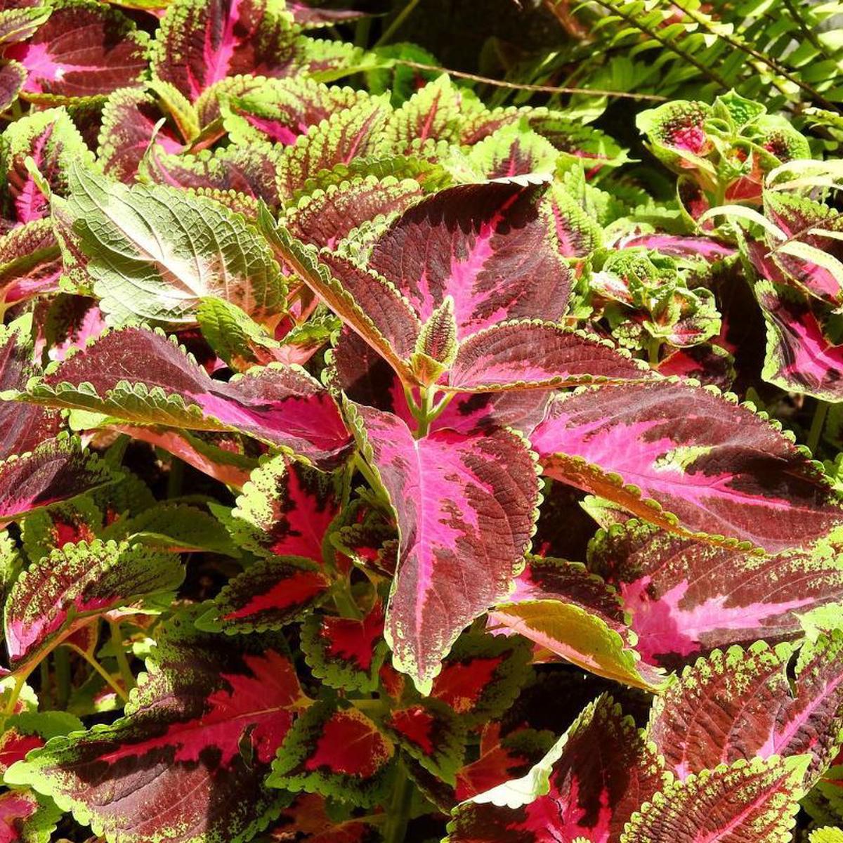 Coleus Seeds Flower seeds for Planting Sun Loving Heirloom & GMO Free Seeds for Home Garden Sale