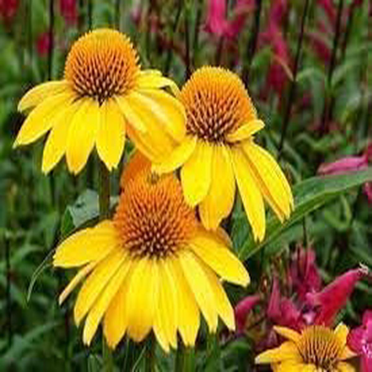 ConeFlower Seeds for Planting  Heirloom, Non-GMO, High Germination Organic Garden Seeds