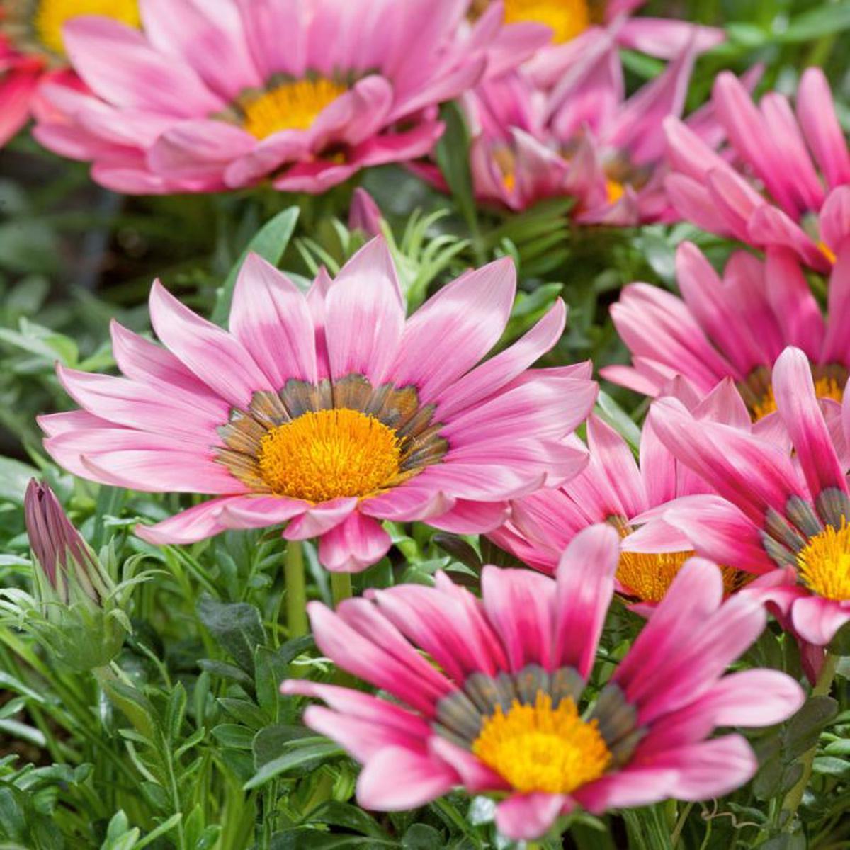 Cream Pink Gazania Flower Seeds for Planting – Heirloom, Non-GMO, Drought Tolerant, High Germination