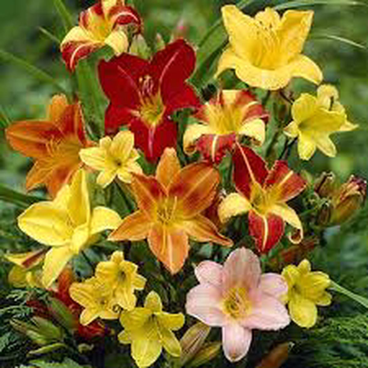 Daylily Flower Seeds for Planting  Easy to Grow, Heirloom & Non-GMO Seeds for Home Garden