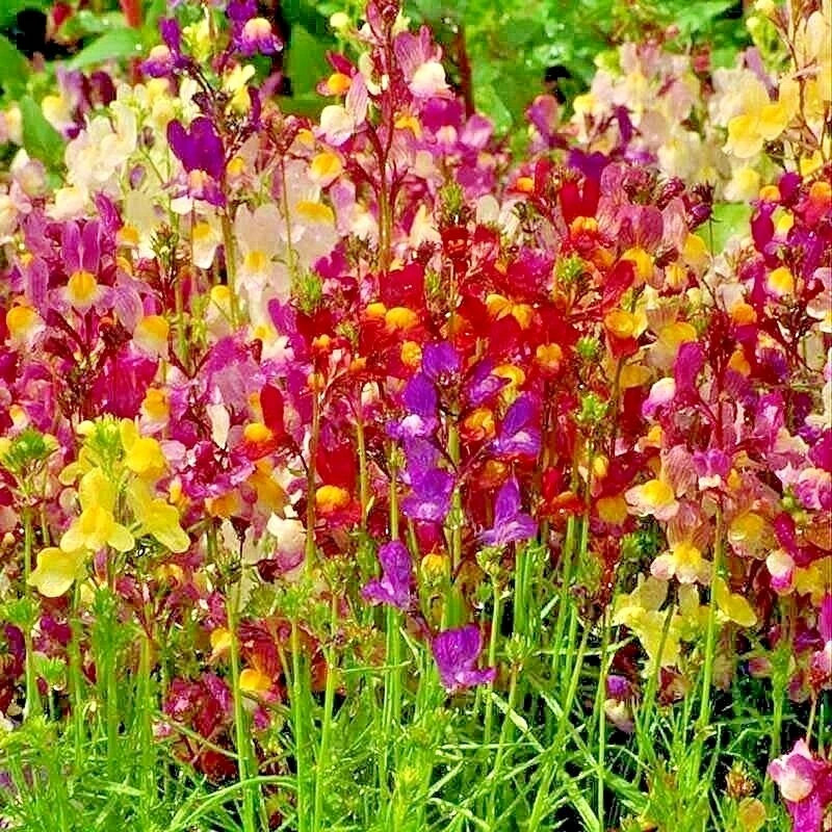 DWARF SNAPDRAGON Mix Flower Seeds Toadflax Wildflower Garden Container Easy  Heirloom, Non-GMO, High Germination Organic Garden Seeds