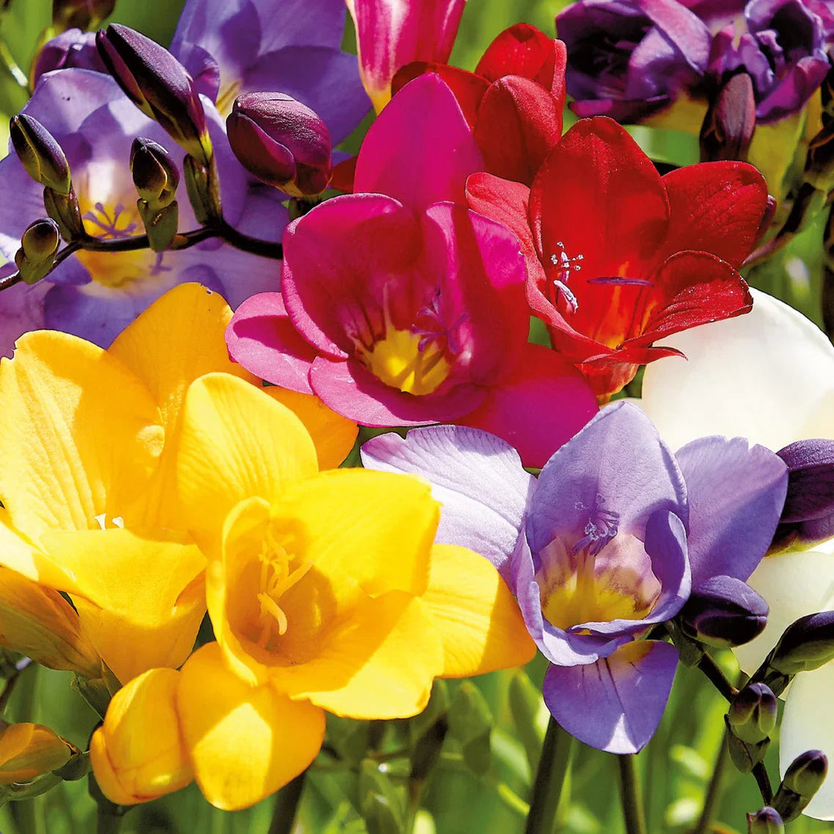 Fresia Flower Seeds for Planting – Heirloom, Non-GMO, High Germination Organic Garden Seeds