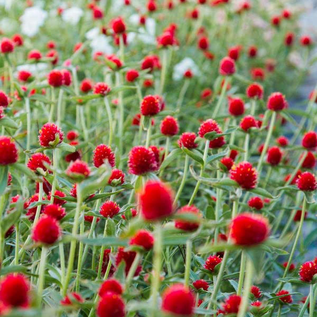 Gomphrena Flower seeds for Planting Premium Quality Heirloom & GMO Free Seeds for Home Garden
