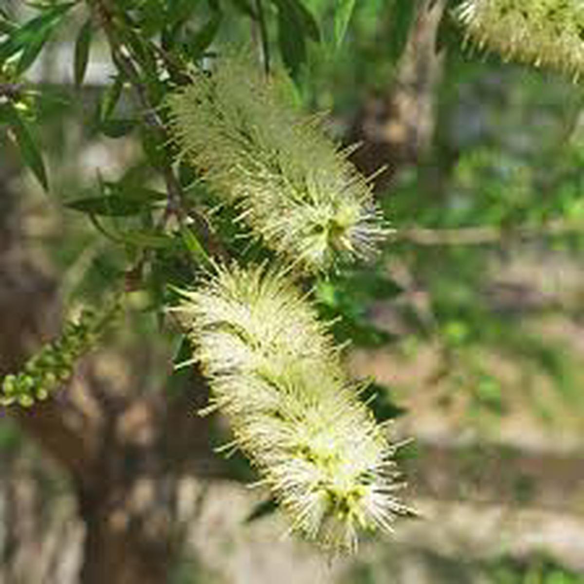 Green Callistemon Flower Seeds for Planting | Heirloom Non-GMO Seeds, High Germination