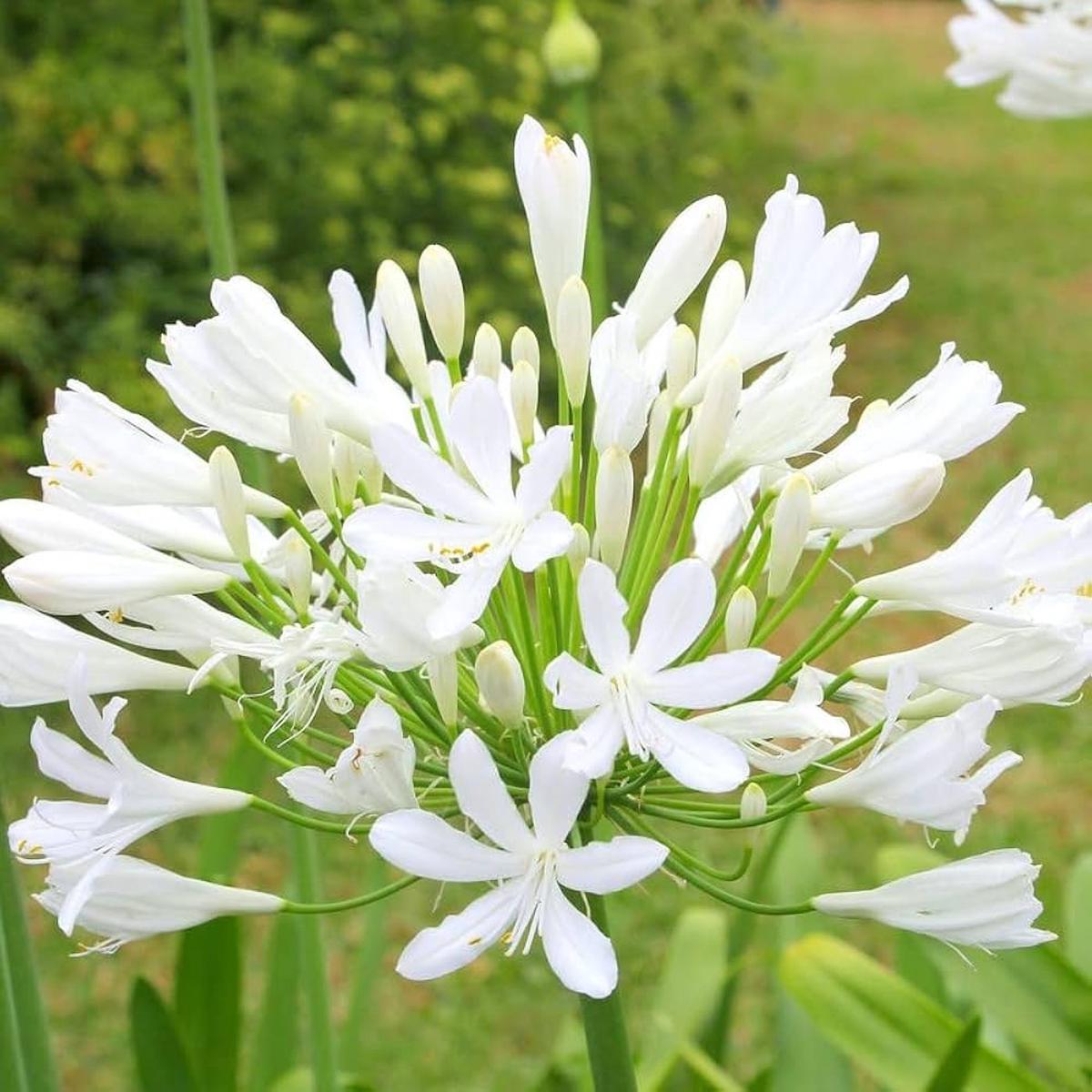 Heirloom Agapanthus Africanus Flower Seeds, Non-GMO Lily of the Nile Blooms for Elegant Garden Planting