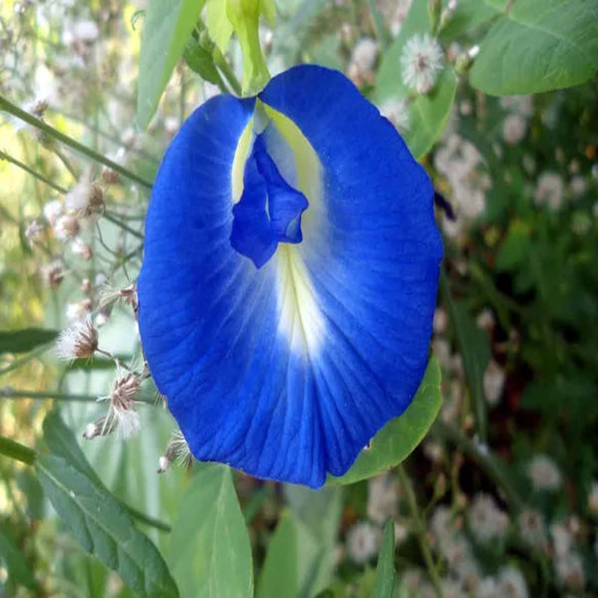 Heirloom Clitoria Ternatea Flower seeds for Planting Hardy Variety Heirloom & GMO Free Seeds for Home Garden