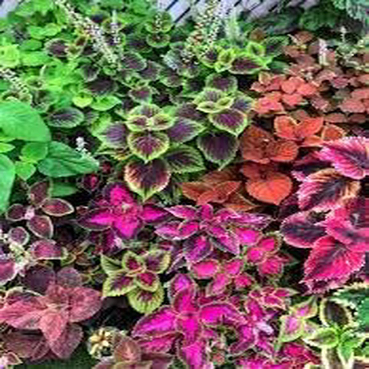 Heirloom Coleus Flower seeds for Planting Easy to Grow Heirloom & GMO Free Seeds for Home Garden