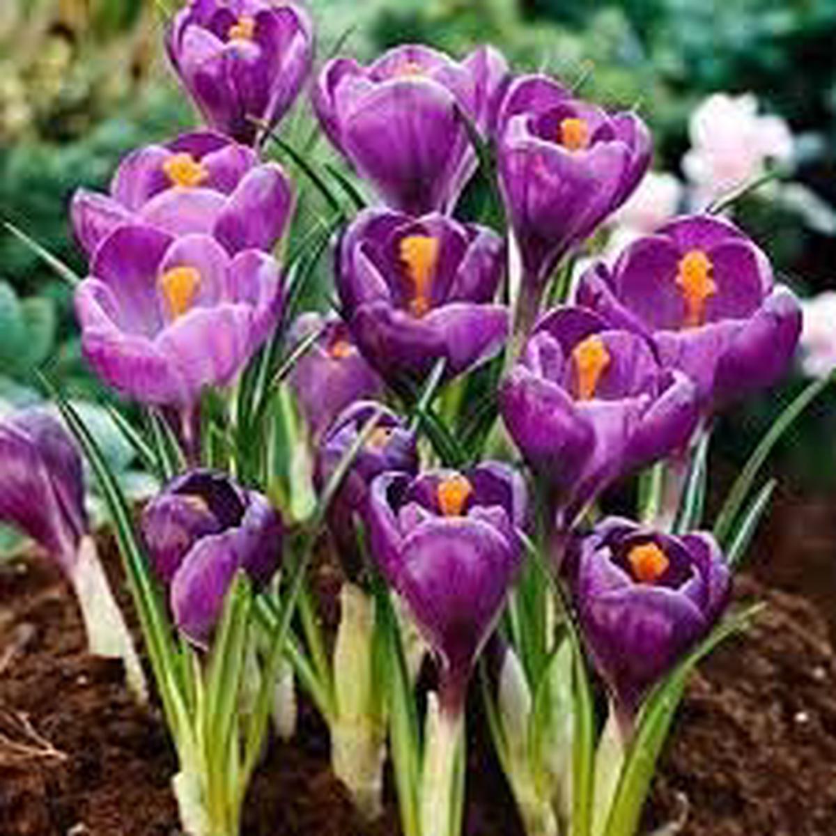 Heirloom Purple Crocus Flower Seeds for Planting  Non-GMO Organic Garden Seeds with High Germination