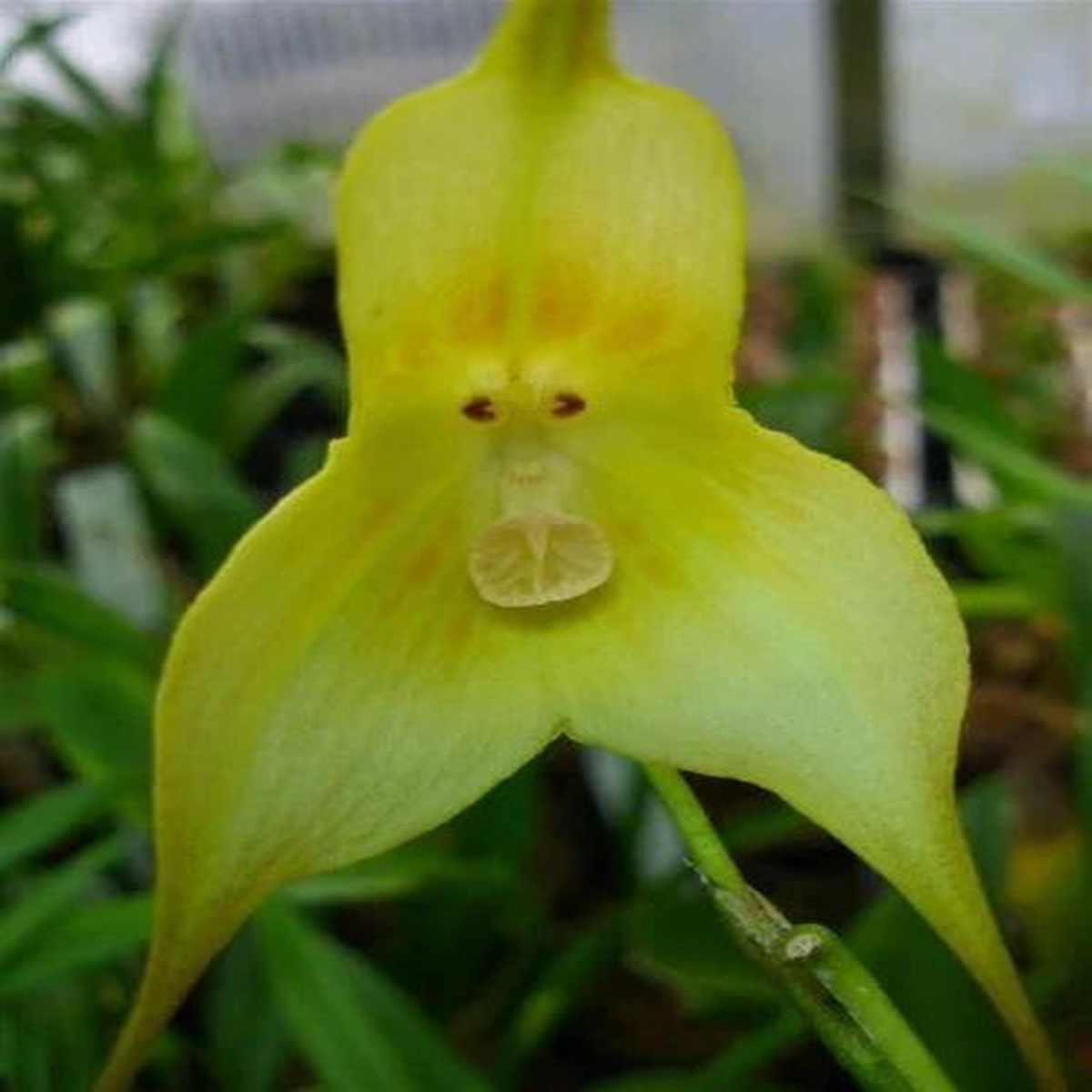Light Green Monkey Face Orchid Seeds for Planting Heirloom, Non-GMO, Hardy Variety, High Germination