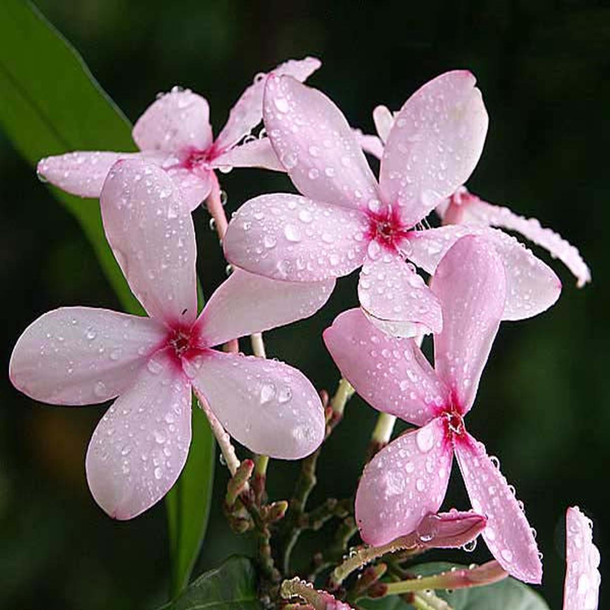 Light Pink Gardenia Flower Seeds for Planting Heirloom, Non-GMO, Fragrant, High Germination Seeds