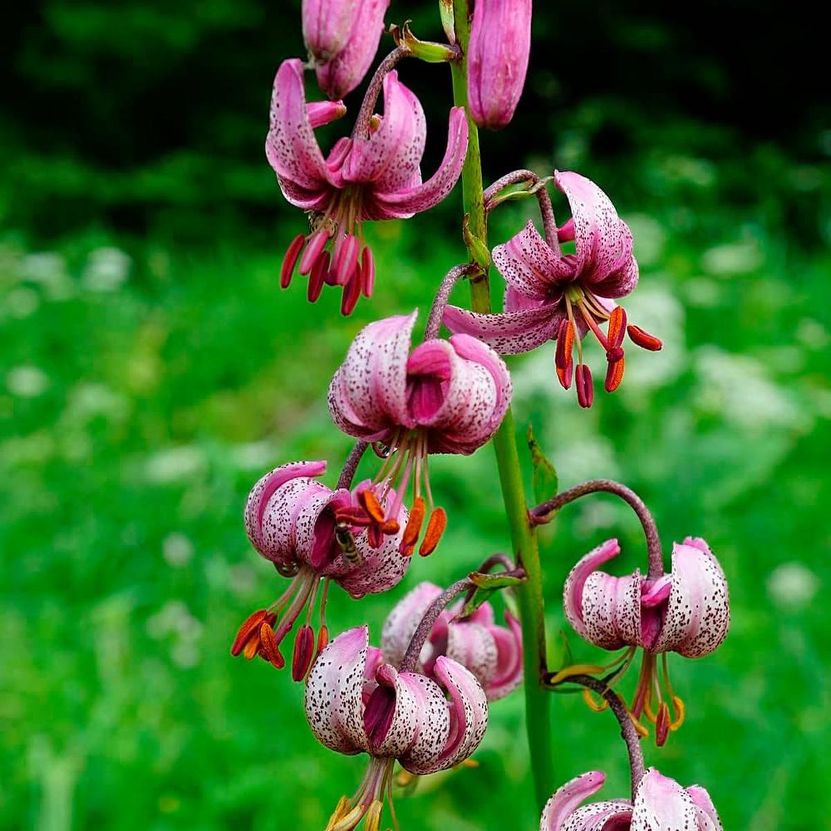 Lilium Martagon Flower Seeds for Planting  Heirloom, Non-GMO, Long Bloom Season Garden Seeds