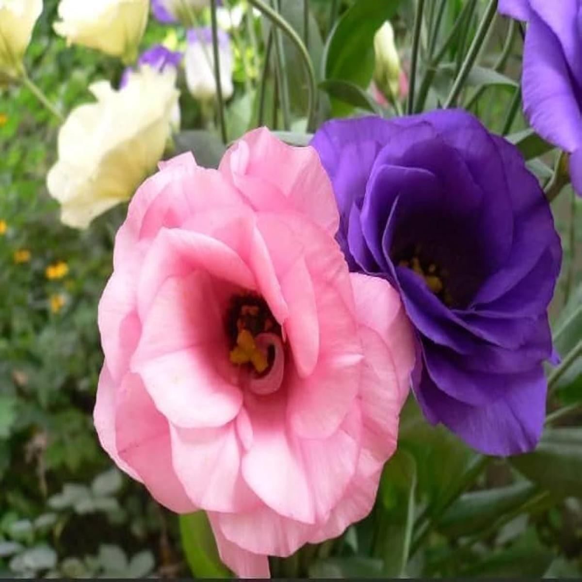 Lisianthus Eustoma Grandiflorum Flower Seeds for Planting