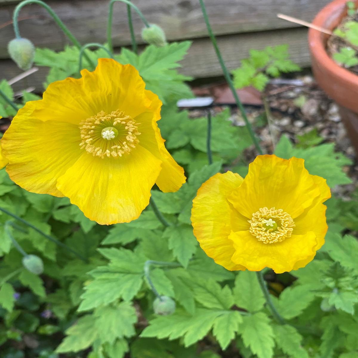 Meconopsis Cambrica Flower Seeds for Planting Heirloom, Non-GMO Organic Garden Seeds with High Germination