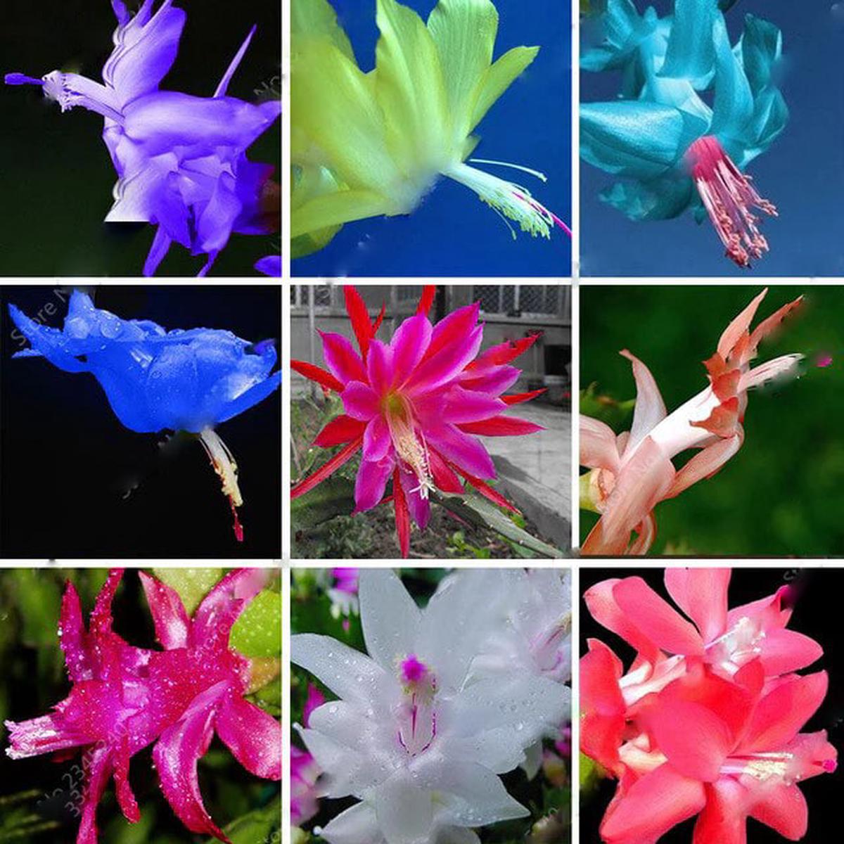 Mixed Zygocactus Truncatus Flower Seeds for Planting  Heirloom Non-GMO, High Germination Organic Garden Seeds