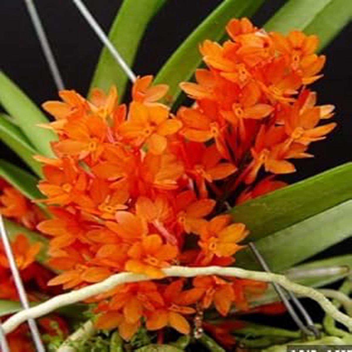 Orange Ascocentrum Flower Seeds for Planting – 100