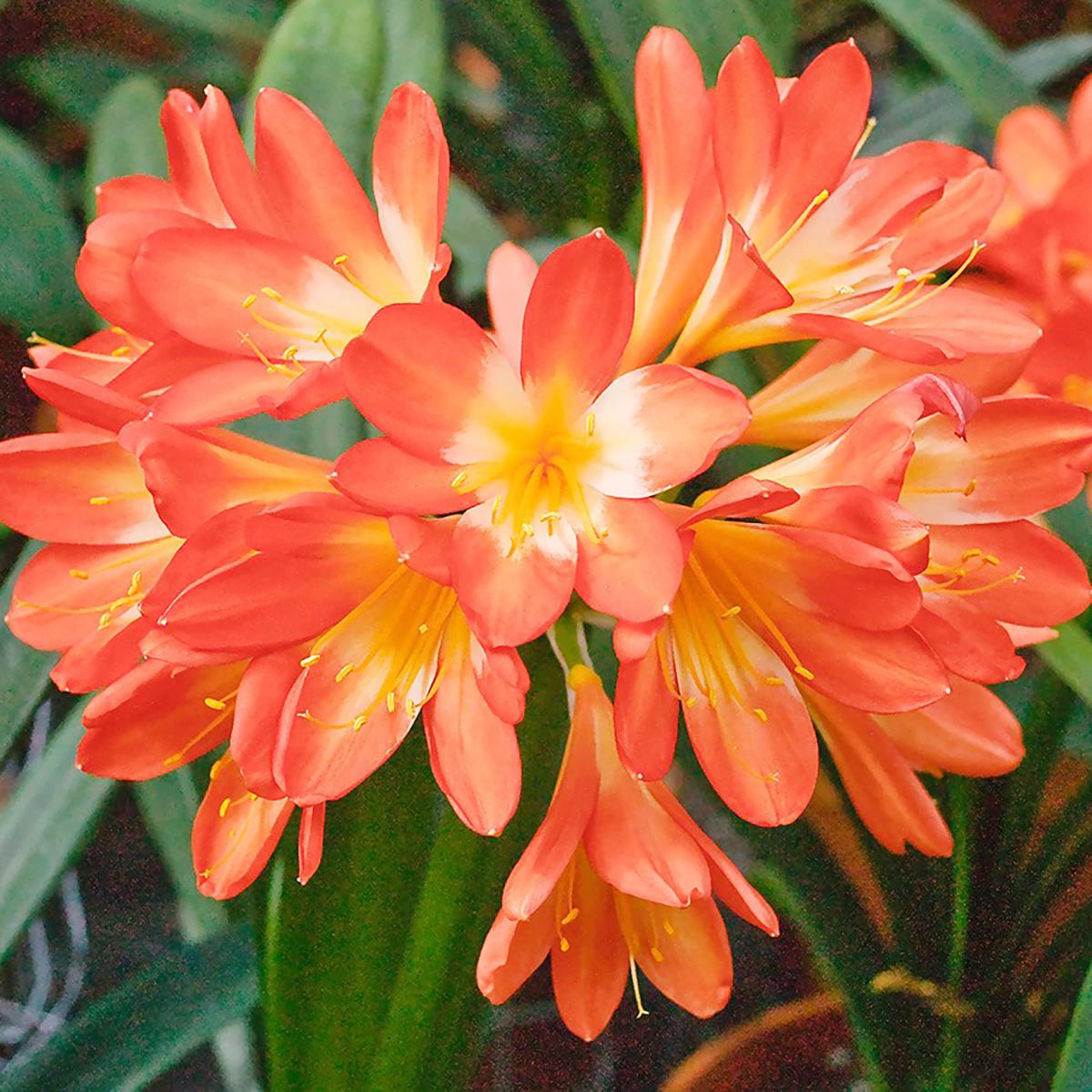 Orange Clivia Clivia miniata Flower Seeds for Planting in Tropical Garden