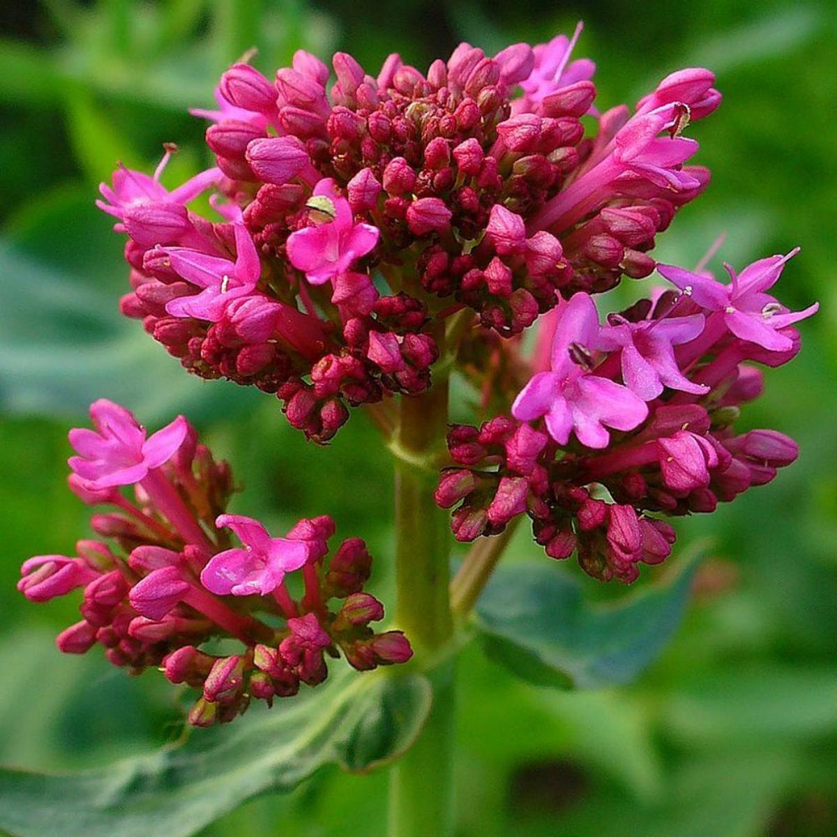 Organic Centranthus Ruber Flower Seeds for Planting  Heirloom, Non-GMO