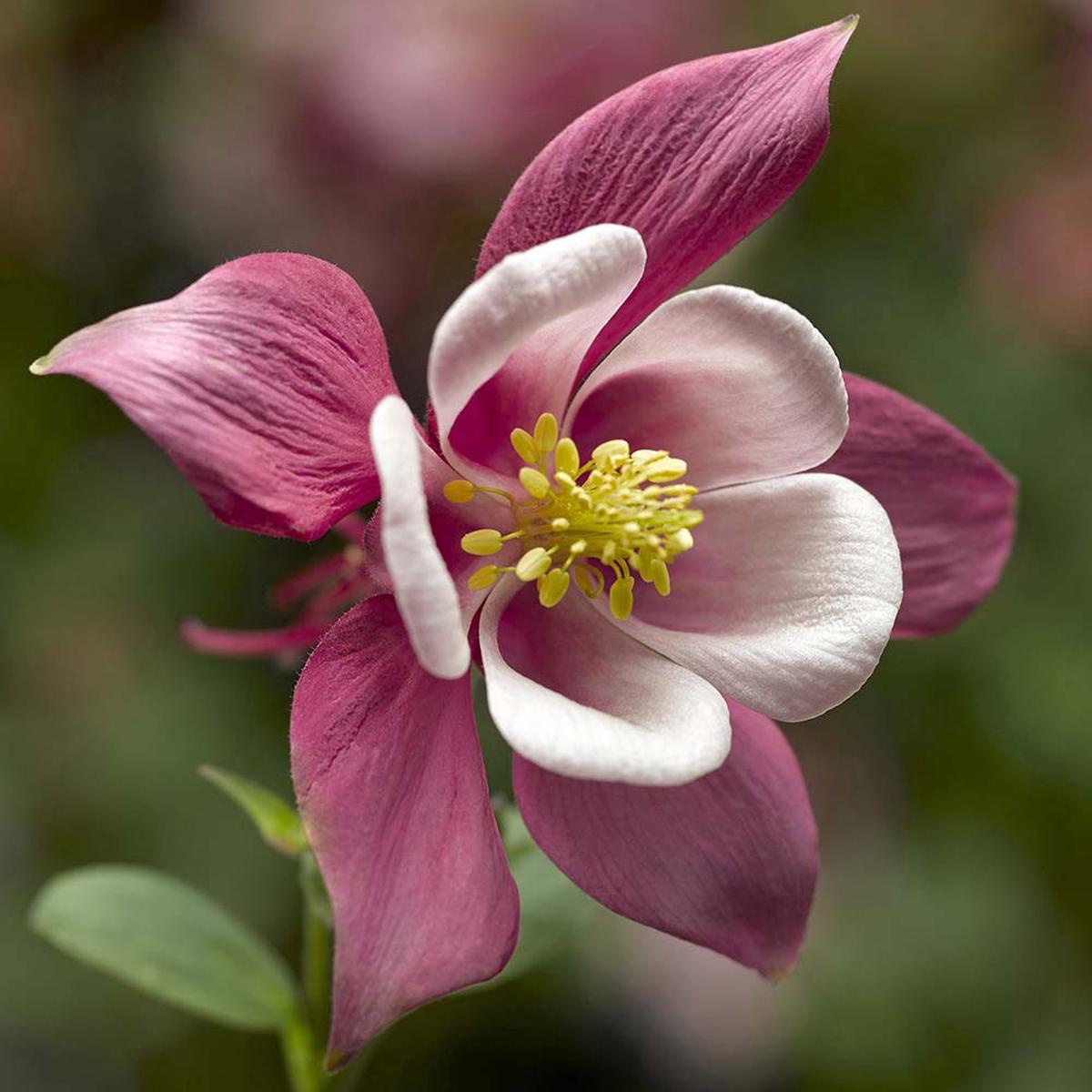 Pale Pink Columbines Flower seeds for Planting – Colorful Display, Heirloom & GMO Free Seeds for Home Garden