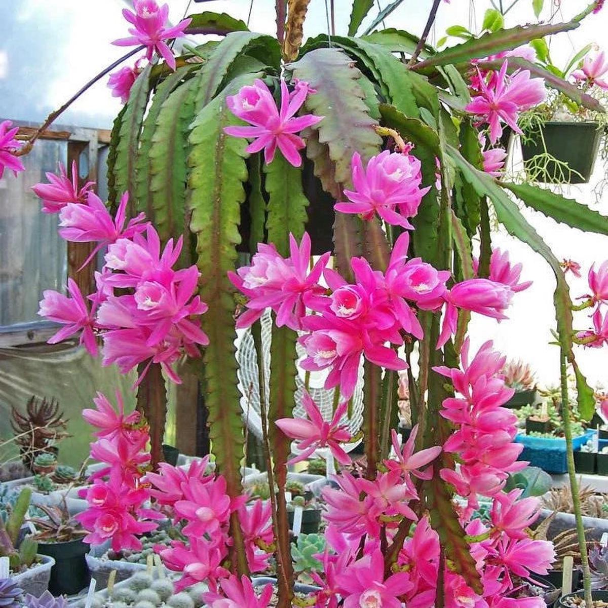Pale Pink Nopalxochia Flower seeds for Planting Easy to Grow Heirloom & GMO Free Seeds for Home Garden