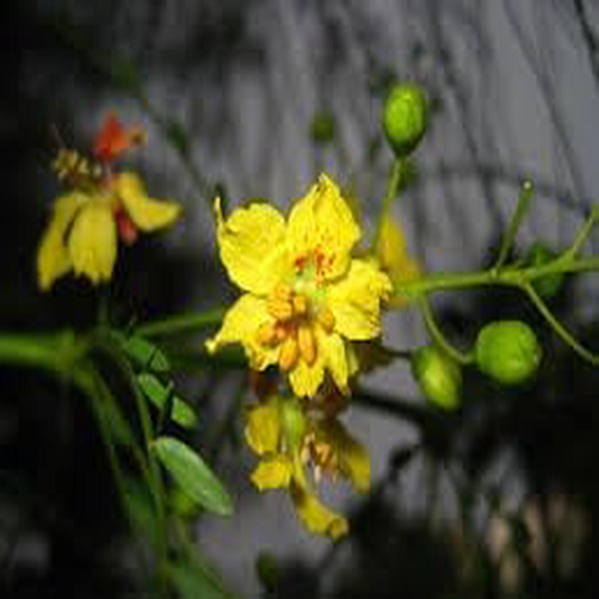 Parkinsonia Aculeata Flower Seeds for Planting  Pollinator Friendly, Heirloom, Non-GMO, High Germination Garden Seeds