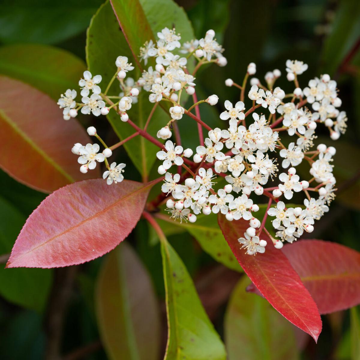 Photinia Flower Seeds for Planting  Heirloom, Non-GMO, Pollinator Friendly, High Germination Garden Seeds