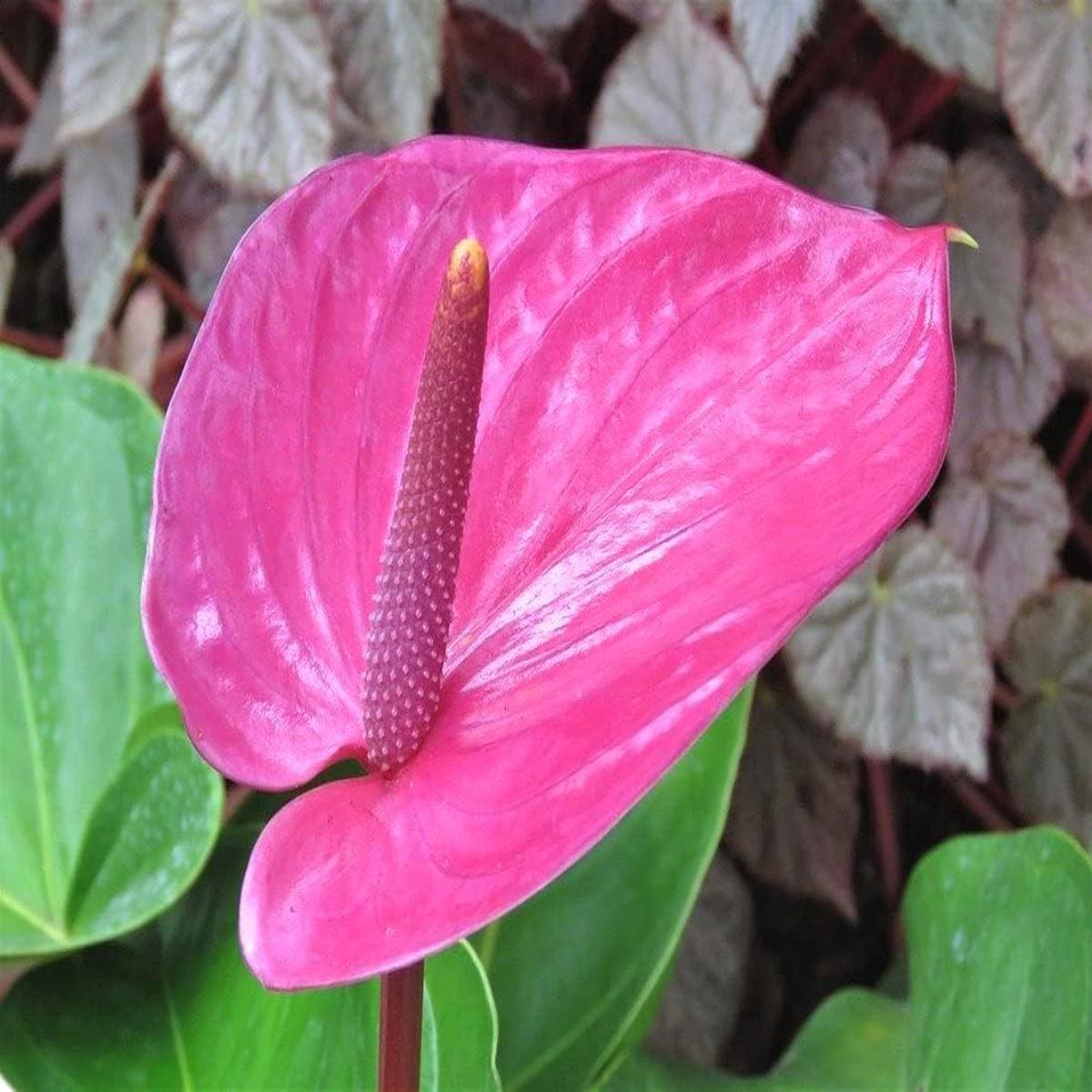 Pink Anthurium Flower seeds for Planting Pollinator Friendly Heirloom & GMO Free Seeds for Home Garden