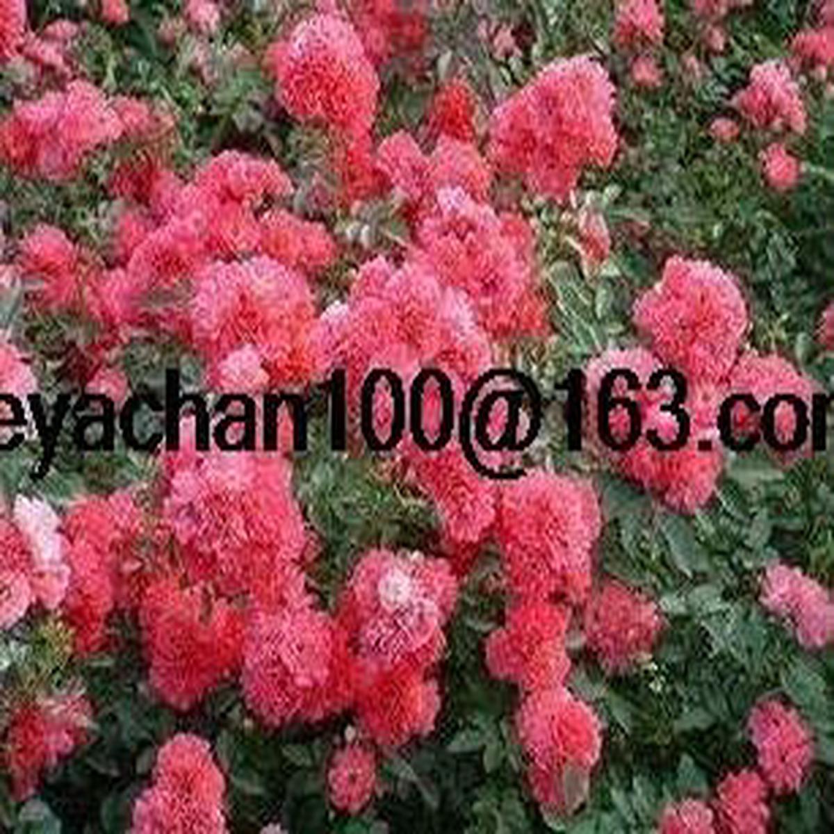 Pink Corymbia Ficifolia Flower Seeds 100 pcs